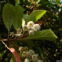 Elaeocarpus serratus L.